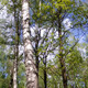 Джейн, 37